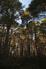 Abernethy Forest, Scotland