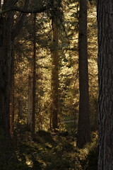 Abernethy Forest, Scotland