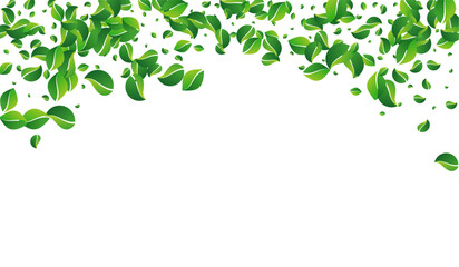 Green_Leaves_white_background_1135.eps