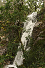 Obraz premium Ribasieira Waterfall Cascading in Lush Forest