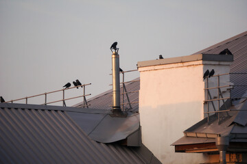 Black crows are sitting on the roof of a house in the city