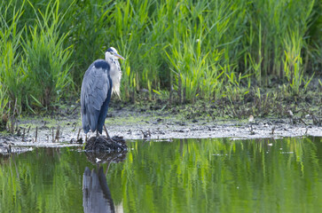 gray heron and reeds around him, Grey heron lying in wait, Grey heron relaxing between blades of grass, reflection of reeds in the water