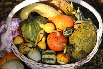 autumn still life