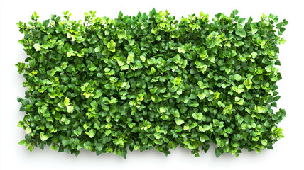 Fototapeta premium green hedge wall isolated on white background