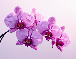 Fototapeta premium Vibrant Vector Orchid Blooms: Elevate Designs with Graceful Florals