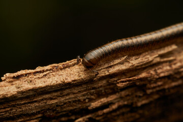 Details of a millipede on a branch