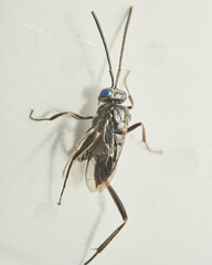 A Cockroach Parasitic Wasp on a white background Evania Appendigaster