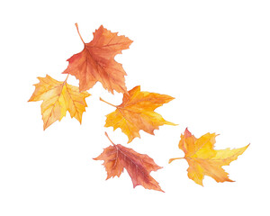 Watercolor autumn falling leaves illustration. Orange maple leaf