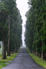 A serene path lined with tall trees in Hokkaido, Japan.
