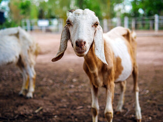 Cute little goats and funny in goats farm  close up. Portrait. headshot photo