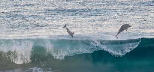 Fototapeta premium Common bottle-nosed dolphins (tursiops truncatus) surfing in waves near Esperance Western Australia.