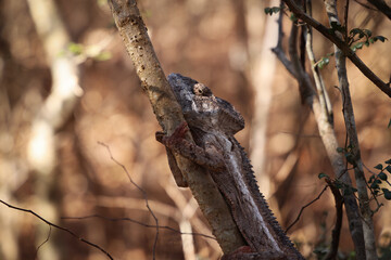 Camaleonte del Madagascar, primo piano