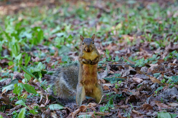 Squirrel in the park of Monza, Italy, at September