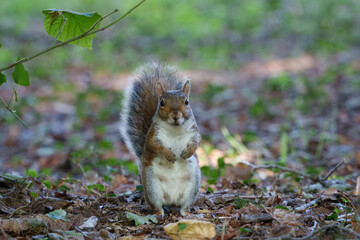 Squirrel in the park of Monza, Italy, at September
