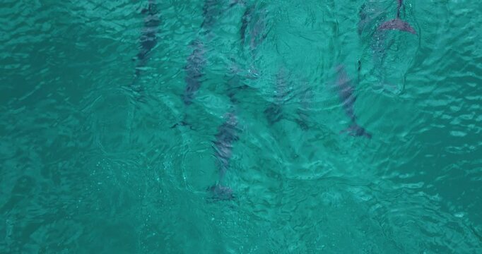 Overhead View Of Dolphins Swimming And Breaching On The Blue Sea At Socotra Island In Yemen. - aerial shot