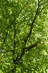 Green leaves and foliage on a tree in a forest, backlit on a sunny day