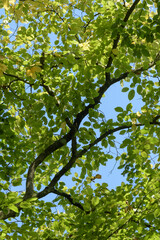 Fototapeta premium Green leaves and foliage on a tree in a forest, backlit on a sunny day