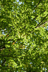 Green leaves and foliage on a tree in a forest, backlit on a sunny day