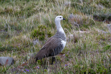 Scenes from the W-trek in Torres Del Paine National Park.