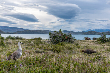 Scenes from the W-trek in Torres Del Paine National Park.