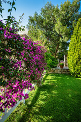 Obraz premium Summer day, green garden with manicured lawn, vibrant bougainvillea in full bloom, and trees providing shade. Scene captures essence of peaceful and flourishing outdoor space under bright sunlight.