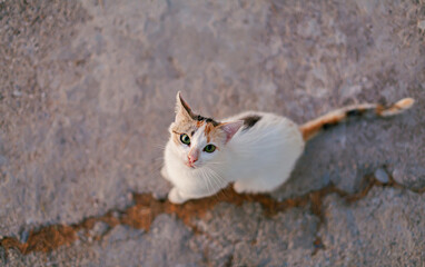 A stray cat looking at the camera.