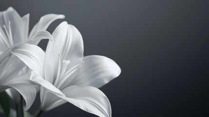 A monochromatic floral composition featuring white lilies, creating a sense of calm and purity.