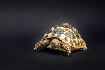 Portrait of a greek tortoise (Testudo hermanni) on black studio background