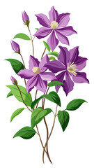 Stunning Clematis Flower Illustration - Rich Purple Blooms with Intricate Details and Lush Green Leaves, Ideal for Spring and Nature Themes, Clematis Vector Illustration,  Clematis Illustration Vector