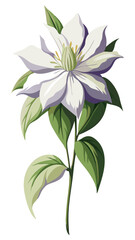 Stunning Clematis Flower Illustration - Rich Purple Blooms with Intricate Details and Lush Green Leaves, Ideal for Spring and Nature Themes, Clematis Vector Illustration,  Clematis Illustration Vector