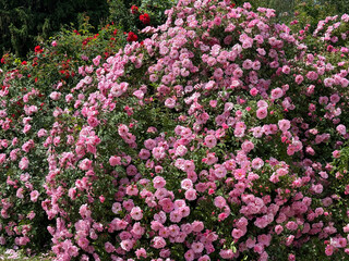 Fototapeta premium Rosa beautiful climbing rose bush with thousands glorious pink blooms in flower garden.