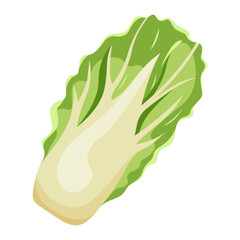 Vector illustration of Chinese cabbage isolated on white background