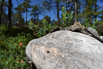Totholz in einem schwedischen Naturreservat