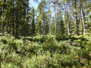 Obraz premium Nordische Vegetation in einem naturbelassenen Naturreservat in Schweden
