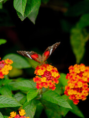 borboleta em uma flor