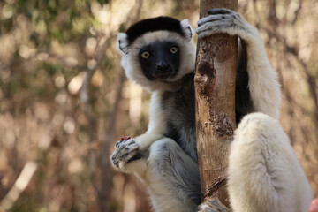 Lemure del Madagascar 