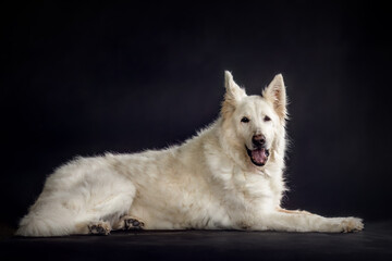 Portrait of a elderly senior white shepherd dog in front of black studio background