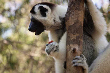 Lemure del Madagascar 