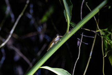 A small frog perches on a green stalk amidst a dark background, showcasing its delicate features in a natural habitat.