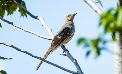 A brown-eared bulbul is sitting on a tree.