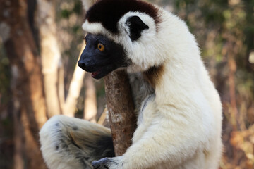 Lemure del Madagascar 
