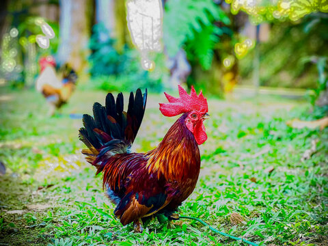 Ayam Serama is a breed of bantam chicken originating from Malaysia. Known for their small size and upright posture, they are often referred to as the world&rsquo;s smallest chickens. They are popular in pou