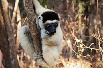 Lemure del Madagascar 