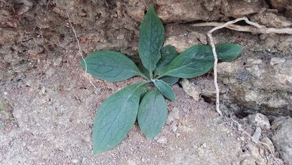 Ajuga ciliata or Ajuga Integrifolia
