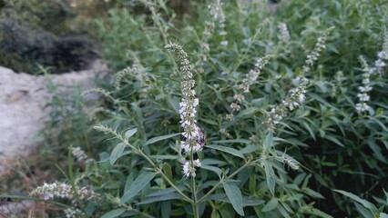 Mentha longifolia or horse mint green plant and flowers