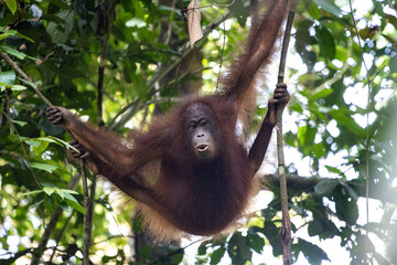 An orangutan swings gracefully through the lush rainforest, showcasing its iconic long arms and expressive face amidst vibrant green foliage.