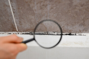 Study of mold under magnifying glass in bathroom on tiles and sealant. Black mold in bathroom,...