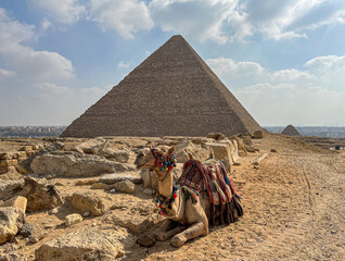 Resting camel with The Great Pyramid in background, Giza, Egypt
