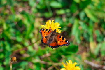 Butterfly on a yellow flower
