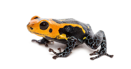 Obraz premium Vibrant orange and black Mimic Poison Frog, Ranitomeya imitator jeberos